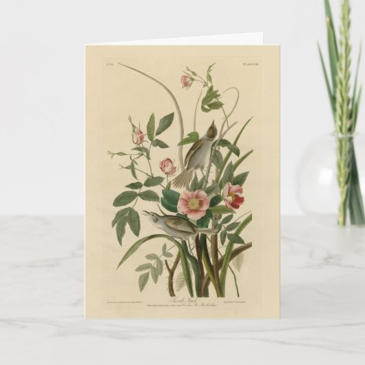 Seaside Finch (Sparrow) Audubons Vögel of America Karte (Vorderseite)