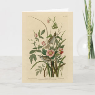 Seaside Finch (Sparrow) Audubons Vögel of America Karte