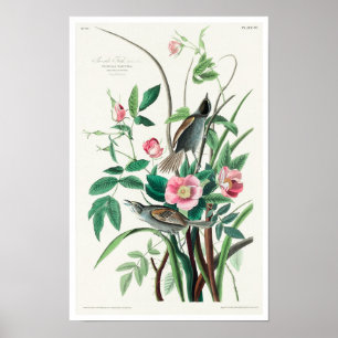 Seaside Finish by Audubon Poster