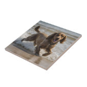 "Seaside Fun: A Cocker Spaniel Play in the Ocean Fliese (Seite)
