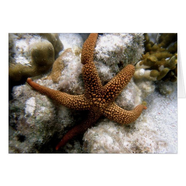 Seastar (Vorderseite (Horizontal))