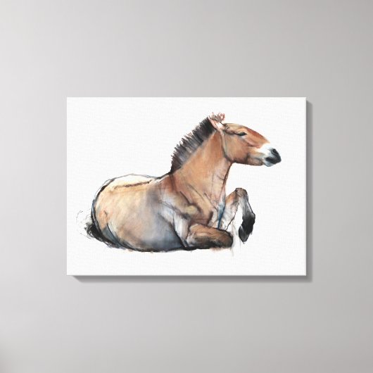 Seated Przewalski 2011 Leinwanddruck (Vorderseite)