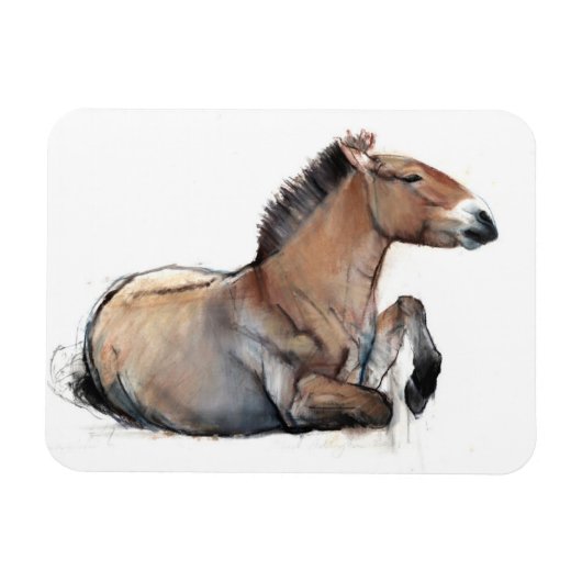 Seated Przewalski 2011 Magnet (Horizontal)