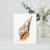 "SEATRUMPET" MEERESWELT POSTCARD POSTKARTE (Stehend Vorderseite)