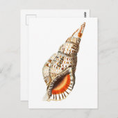 "SEATRUMPET" MEERESWELT POSTCARD POSTKARTE (Vorne/Hinten)