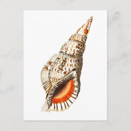 "SEATRUMPET" MEERESWELT POSTCARD POSTKARTE