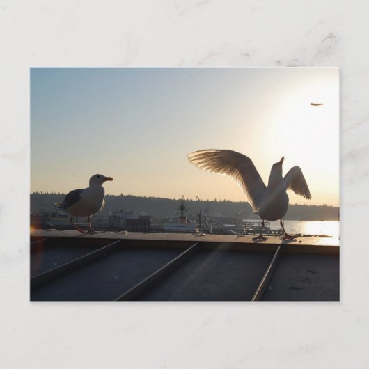 Seattle Seagulls Postkarte (Vorderseite)