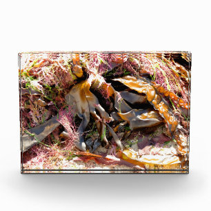SEAWEED FOTOBLOCK
