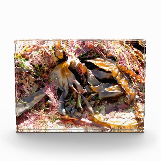 SEAWEED FOTOBLOCK (Vorderseite)