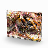 SEAWEED FOTOBLOCK (Rechts)