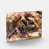 SEAWEED FOTOBLOCK (Links)
