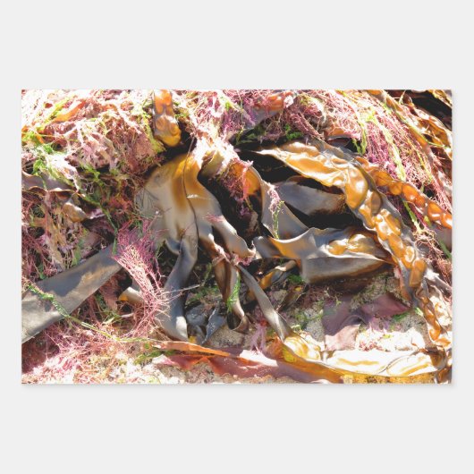 SEAWEED GESCHENKPAPIER SET (Vorderseite 2)