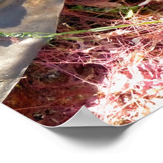 SEAWEED POSTER (Ecke)