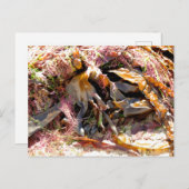 SEAWEED POSTKARTE (Vorne/Hinten)
