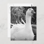 Sebastopol Goose Postkarte (Vorne/Hinten)