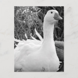Sebastopol Goose Postkarte
