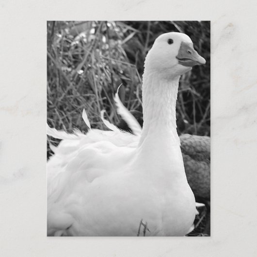 Sebastopol Goose Postkarte (Vorderseite)