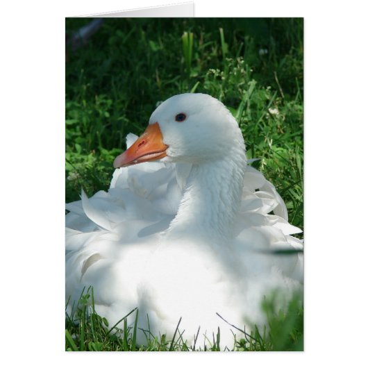 Sebbie Goose (Vorne)