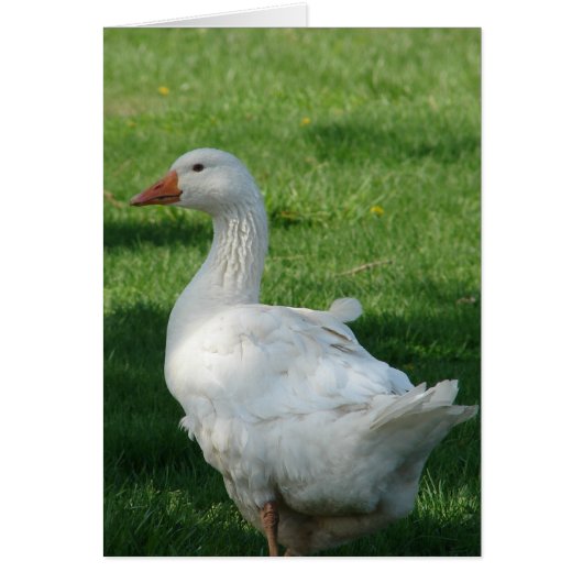 Sebbie Goose (Vorne)