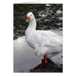 Sebbie in einer Pfütze