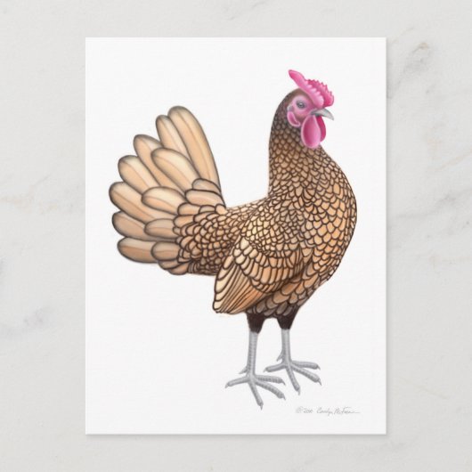 Sebright Bantam Rooster Postcard Postkarte (Vorderseite)