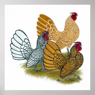 Sebright Hahn-Zusammenstellung Poster