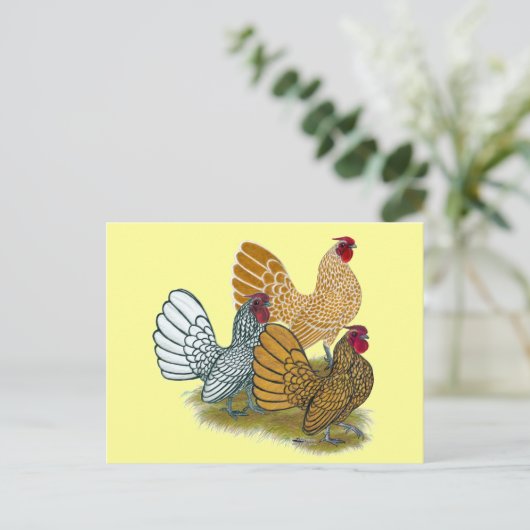 Sebright Rooster-Sortiment Postkarte (Stehend Vorderseite)