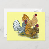 Sebright Rooster-Sortiment Postkarte (Vorne/Hinten)