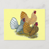 Sebright Rooster-Sortiment Postkarte (Vorderseite)