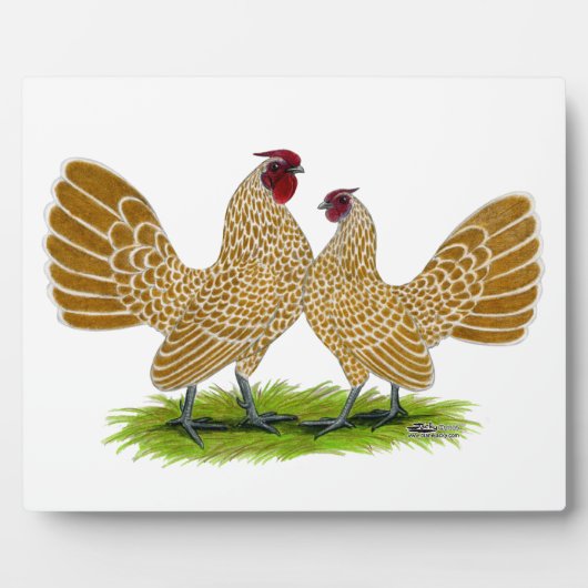 Sebrights Buff Laced Fotoplatte (Vorderseite)