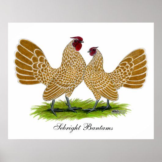 Sebrights Buff Laced Poster (Vorne)