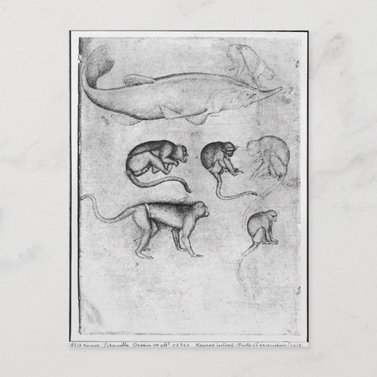 Sechs Affen und ein Sturgeon Postkarte (Vorderseite)