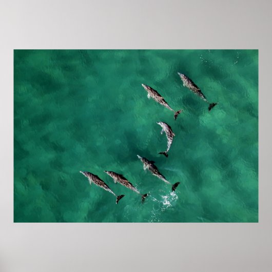 SECHS DOLPHINEN AM KALMWASSER POSTER (Vorne)