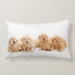 Sechs Golden Retriever Welpen Lendenkissen