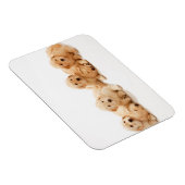 Sechs Golden Retriever Welpen Magnet (Rechte Seite)