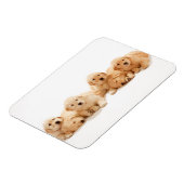 Sechs Golden Retriever Welpen Magnet (Linke Seite)