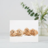 Sechs Golden Retriever Welpen Postkarte (Stehend Vorderseite)