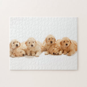 Sechs Golden Retriever Welpen Puzzle