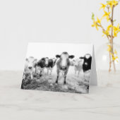 Sechs Kühe Grußkarten Karte (Gelbe Blume)