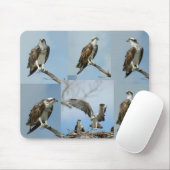 Sechs Ospreyvogel Fotos Mousepad (Mit Mouse)