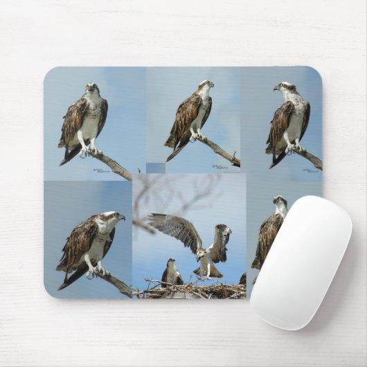Sechs Ospreyvogel Fotos Mousepad (Mit Mouse)