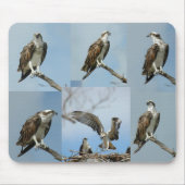 Sechs Ospreyvogel Fotos Mousepad (Vorne)