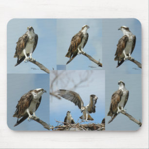 Sechs Ospreyvogel Fotos Mousepad