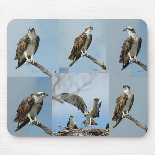 Sechs Ospreyvogel Fotos Mousepad (Vorne)