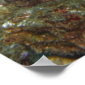 Sechs-Spot-Grouper Poster (Ecke)