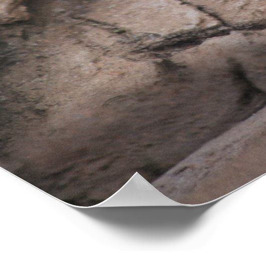 Sechs Wochen alter, weißer Löwe Poster (Ecke)