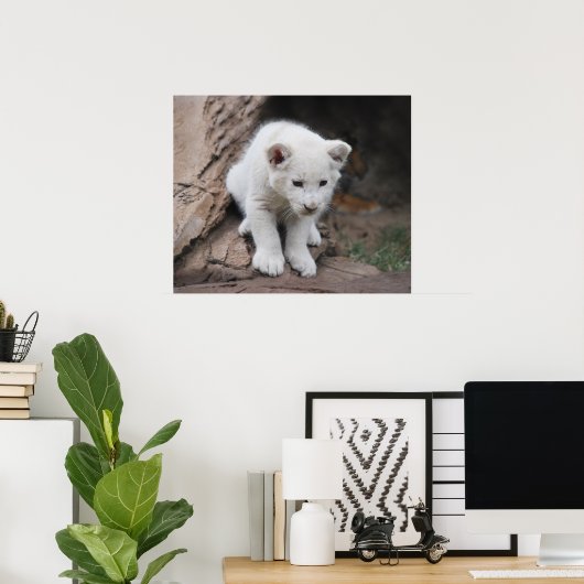 Sechs Wochen alter, weißer Löwe Poster (Heimbüro)
