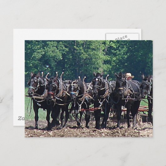 Sechspferd-Team Postkarte (Vorne/Hinten)