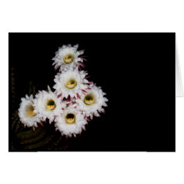 Sechzigste Blüte der reicheren Kakteen