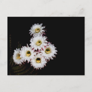 Sechzigste Blüte der reicheren Kakteen Postkarte